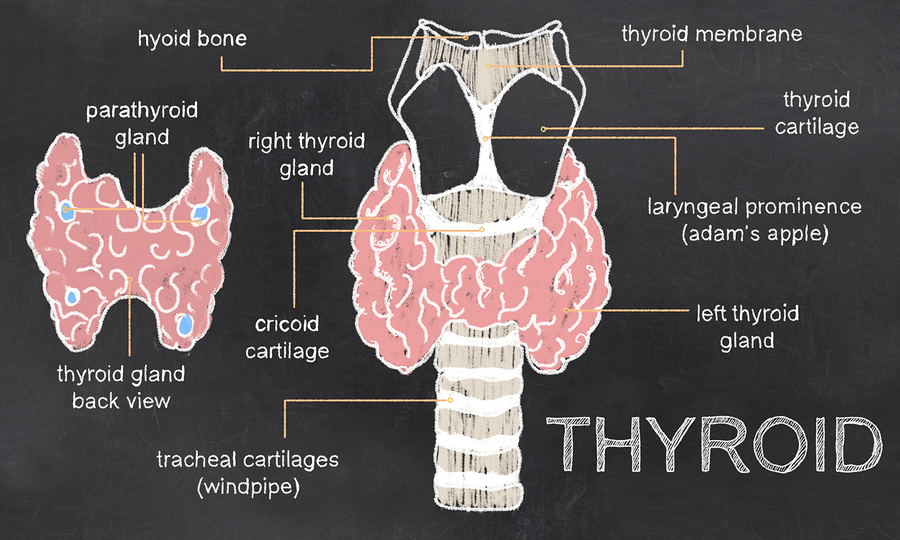 Bigstock Thyroid Anatomy On Blackboard