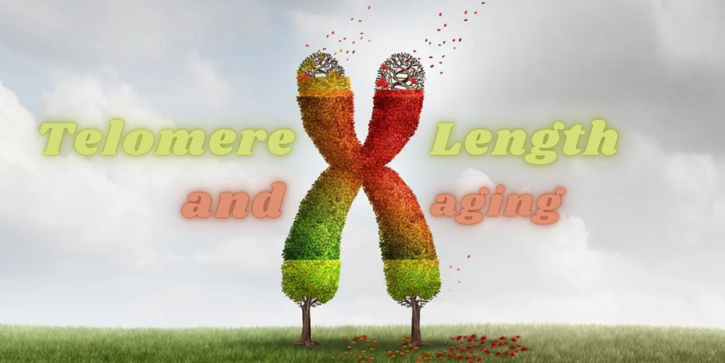 extending telomere length ageing